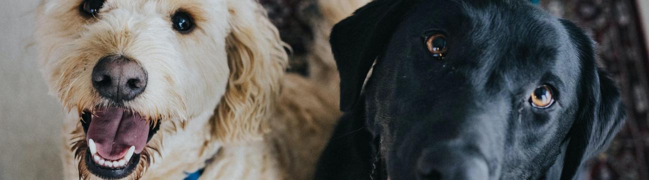 Go for a walk together