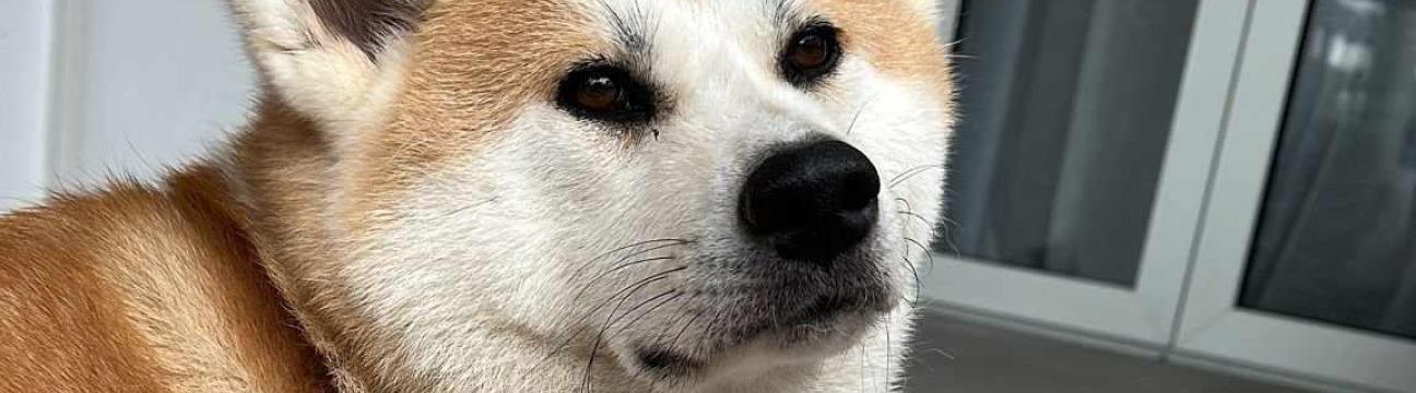 Arya needs a safe home for 2 weeks