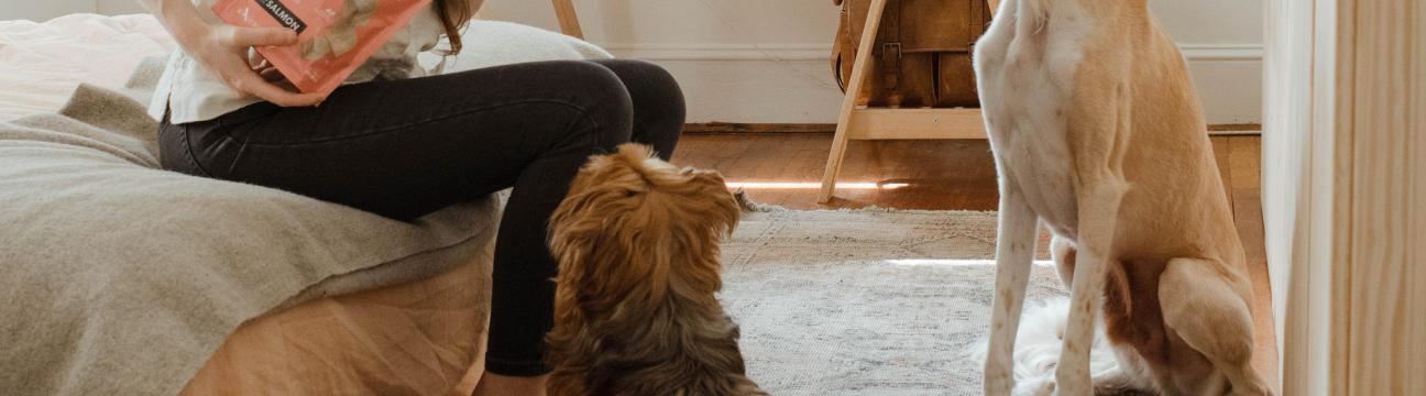 I need a pet sitter next weekend 